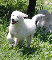 Cuccioli Maremmano Abruzzese - Cuccioli di Pastore Maremmano